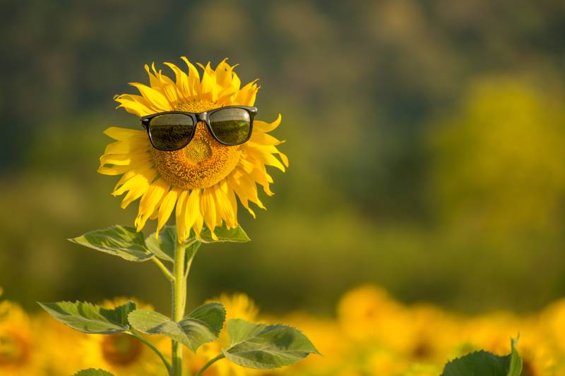 Sonnenblume mit Sonnenbrille im Feld.