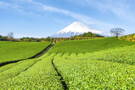 Teeplantage in Japan