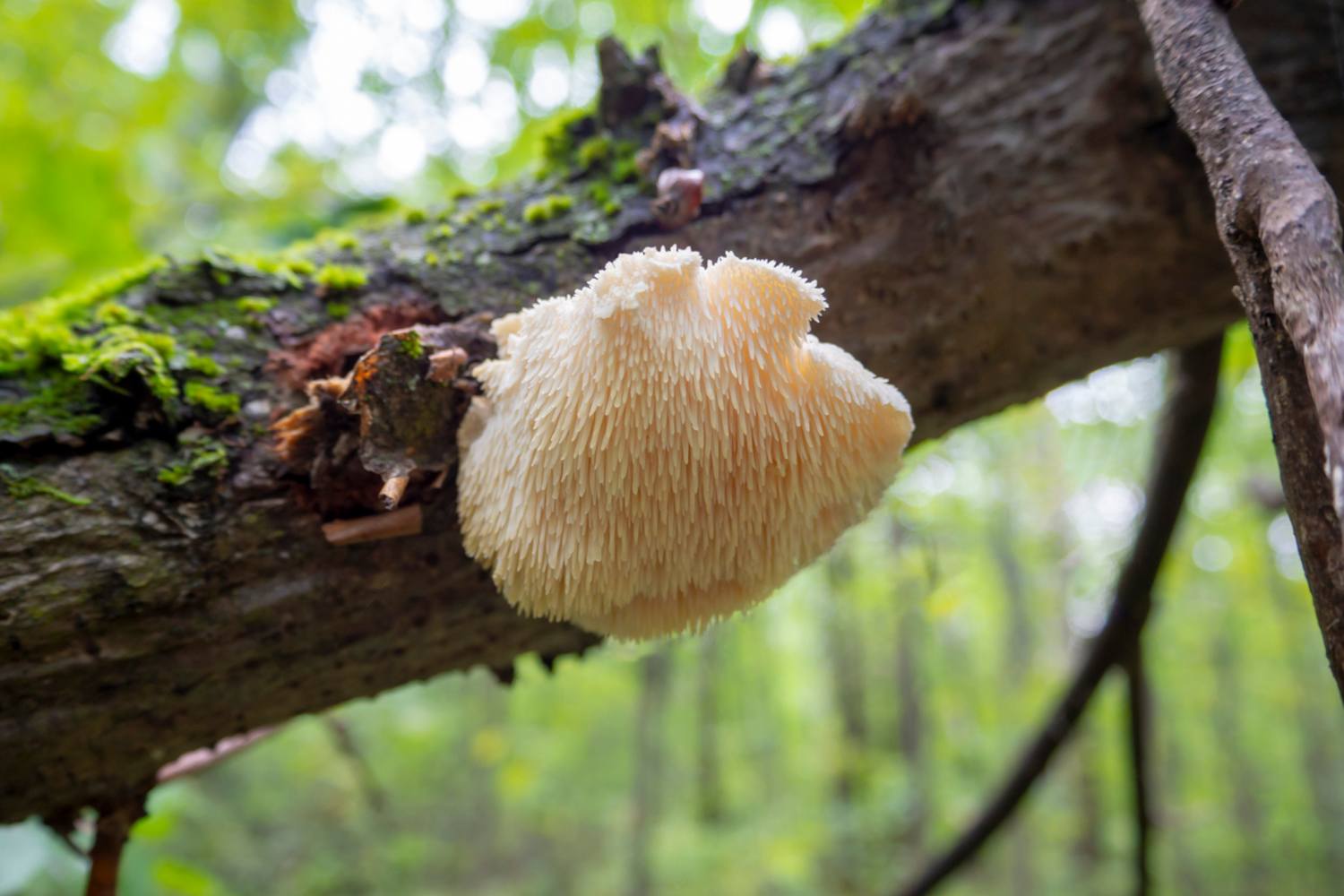 Löwenmähne Pilz auf Baumrinde